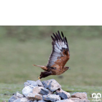 گونه سارگپه کوهی Upland Buzzard